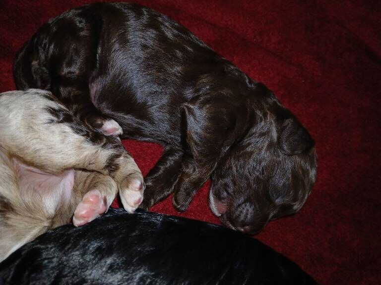 Cockapoo puppies for sale in Mansfield Woodhouse, Nottinghamshire – KC registered, 7 weeks old - Image 3 of 4
