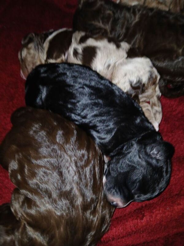 Cockapoo puppies for sale in Mansfield Woodhouse, Nottinghamshire – KC registered, 7 weeks old - Image 4 of 4