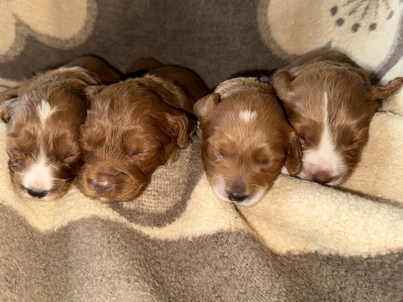 F1 mini Cockapoos deep fox reds 30 dna health tested clear for sale in Pudsey, West Yorkshire