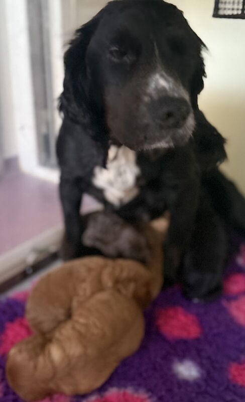 Cockapoo puppies for sale in Pudsey, West Yorkshire – 10 months old - Image 2 of 3