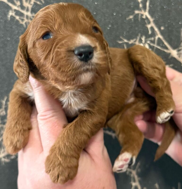Cockapoo puppies for sale in Pudsey, West Yorkshire – 10 months old - Image 3 of 3