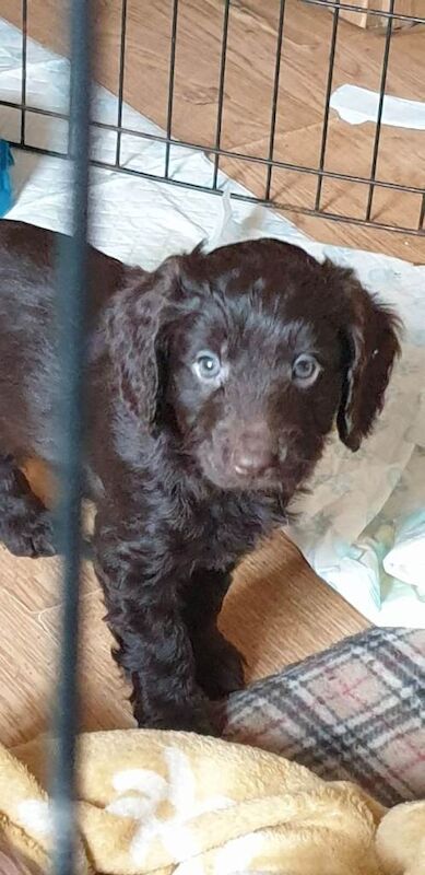 Miniature Cockapoo Puppies For Sale