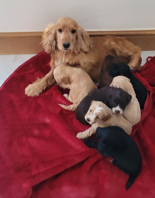 F1 miniature cockapoo Last female available reduced £600 for sale in Prestatyn, Denbighshire