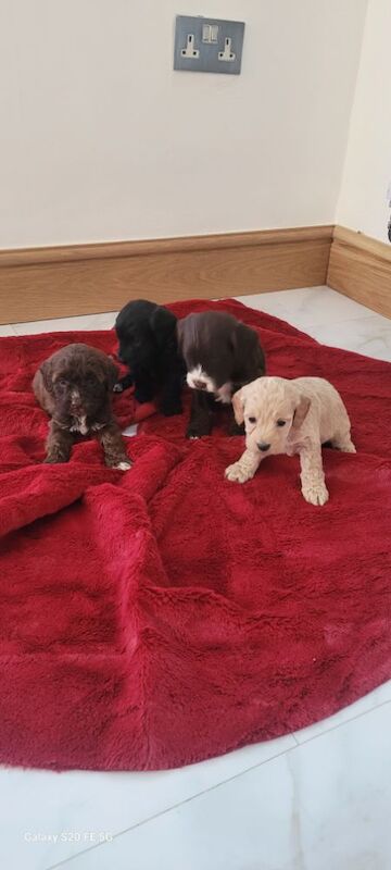 F1 miniature cockapoo Last female available reduced £600 for sale in Prestatyn, Denbighshire | Image 2