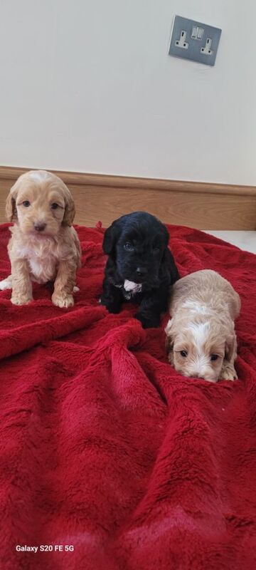 F1 miniature cockapoo Last female available reduced £600 for sale in Prestatyn, Denbighshire | Image 3