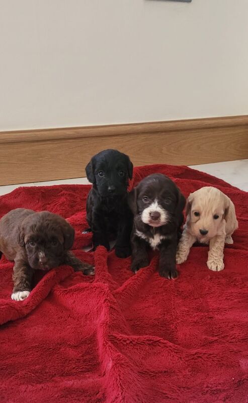 Cockapoo puppies for sale in Prestatyn, Denbighshire – 8 months old - Image 4 of 7