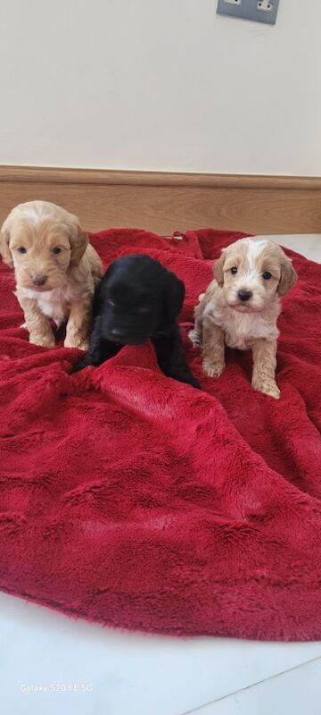 Cockapoo puppies for sale in Prestatyn, Denbighshire – 8 months old - Image 5 of 7
