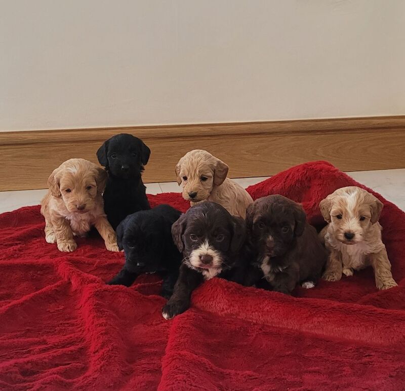 Cockapoo puppies for sale in Prestatyn, Denbighshire – 8 months old - Image 6 of 7