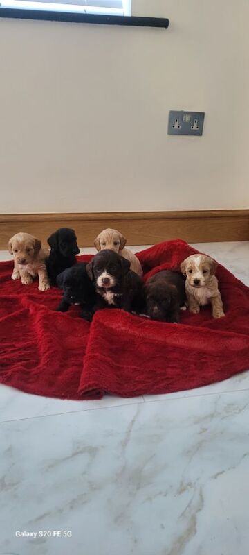 Cockapoo puppies for sale in Prestatyn, Denbighshire – 8 months old - Image 7 of 7