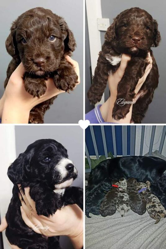 Cockapoo puppies for sale in Mansfield Woodhouse, Nottinghamshire – 3 weeks old