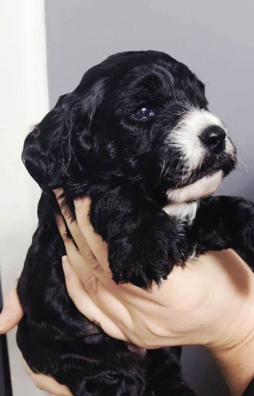 Cockapoo puppies for sale in Mansfield Woodhouse, Nottinghamshire – 7 weeks old - Image 2 of 5