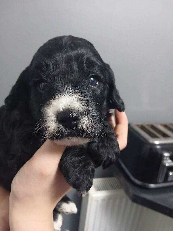 Cockapoo puppies for sale in Mansfield Woodhouse, Nottinghamshire – 7 weeks old - Image 3 of 5