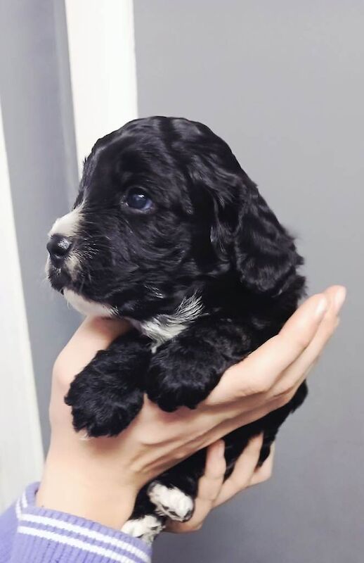 Cockapoo puppies for sale in Mansfield Woodhouse, Nottinghamshire – 7 weeks old - Image 4 of 5