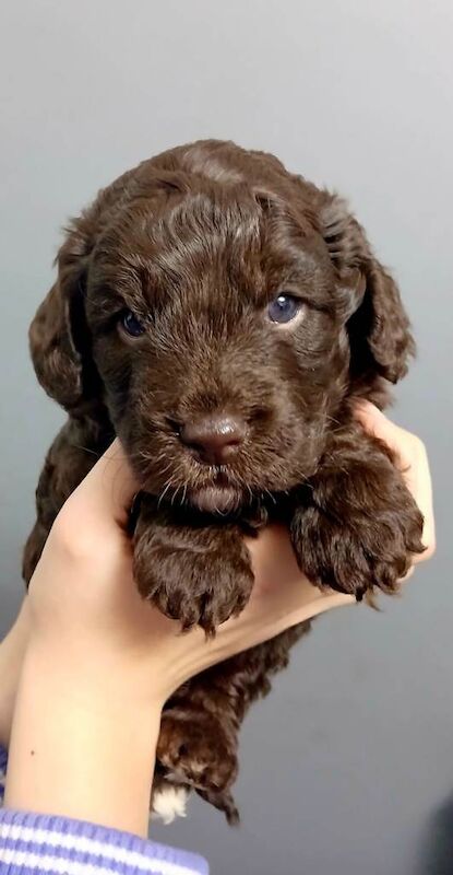 Cockapoo puppies for sale in Mansfield Woodhouse, Nottinghamshire – 7 weeks old - Image 5 of 5