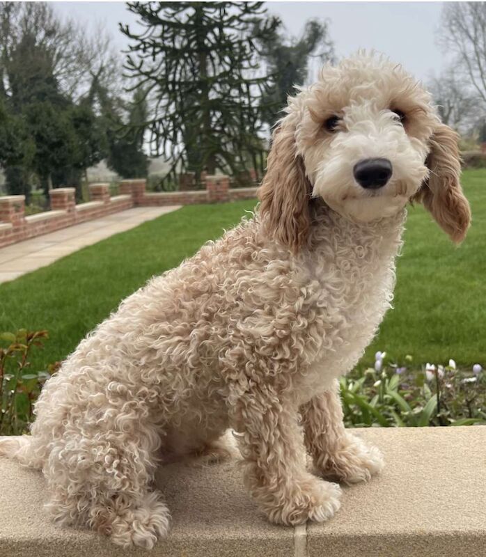 Cockapoo puppies for sale in Kirkbymoorside, North Yorkshire – 9 months old - Image 2 of 14
