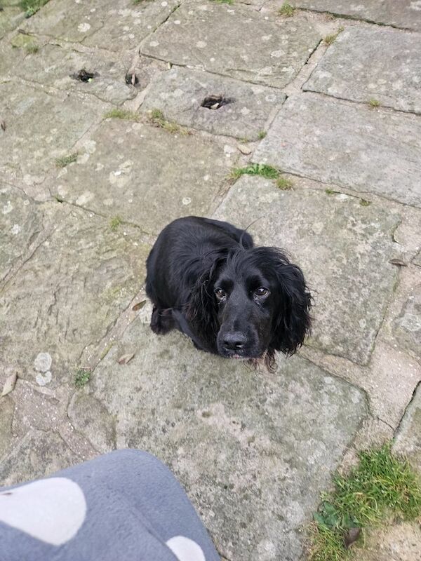 F1 Miniature Cockerpoos for sale in Kirkbymoorside, North Yorkshire | Image 3