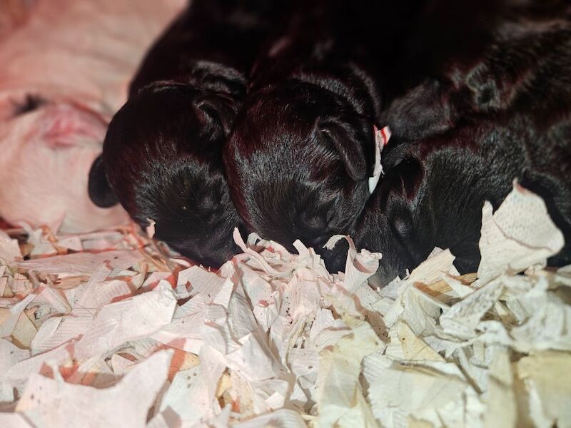 F1 Miniature Cockerpoos for sale in Kirkbymoorside, North Yorkshire | Image 4