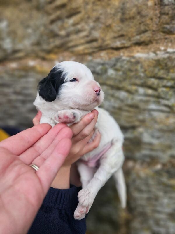 Cockapoo puppies for sale in Kirkbymoorside, North Yorkshire – 9 months old - Image 7 of 14