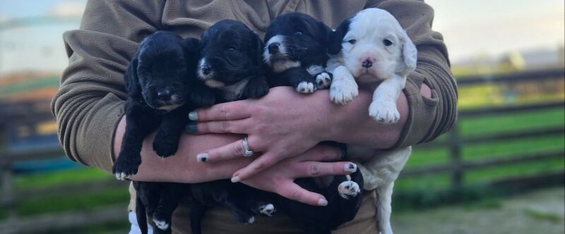 Cockapoo puppies for sale in Kirkbymoorside, North Yorkshire – 9 months old - Image 9 of 14