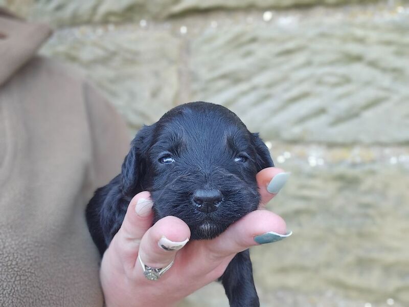 Cockapoo puppies for sale in Kirkbymoorside, North Yorkshire – 9 months old - Image 10 of 14