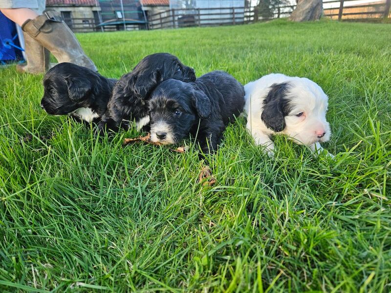 Cockapoo puppies for sale in Kirkbymoorside, North Yorkshire – 9 months old - Image 11 of 14