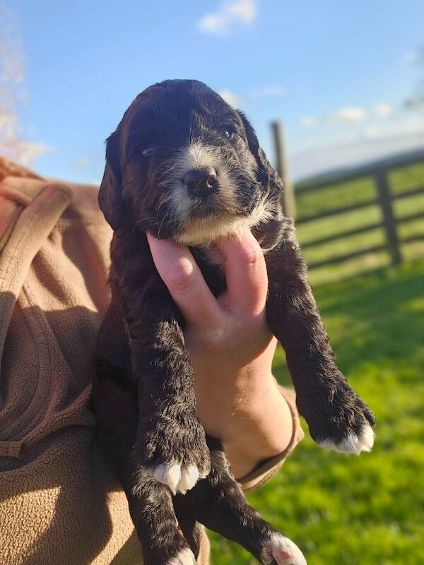 Cockapoo puppies for sale in Kirkbymoorside, North Yorkshire – 9 months old - Image 12 of 14