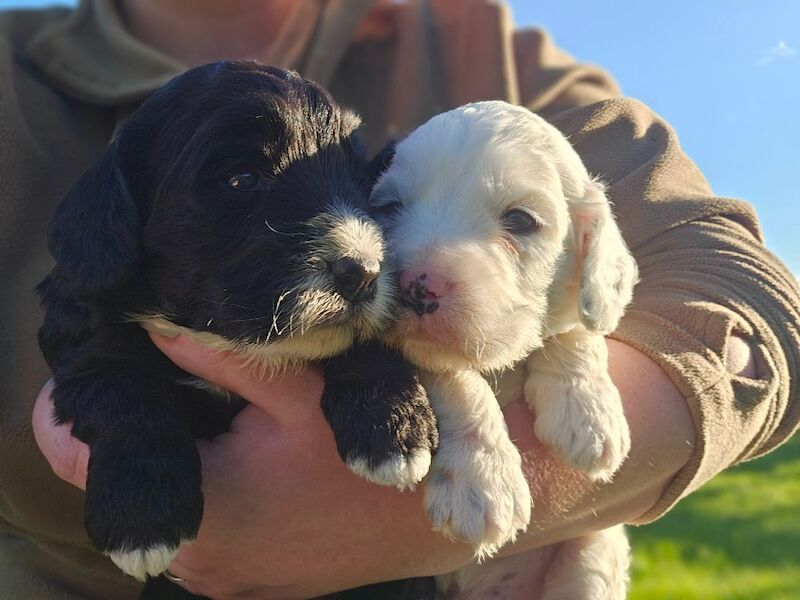 Cockapoo puppies for sale in Kirkbymoorside, North Yorkshire – 9 months old - Image 13 of 14