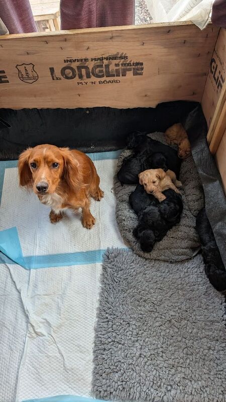 Cockapoo puppies for sale in Chulmleigh, Devon – KC registered, 7 weeks old