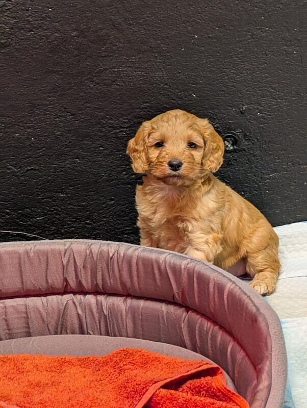 Cockapoo puppies for sale in Chulmleigh, Devon – KC registered, 10 weeks old - Image 2 of 3