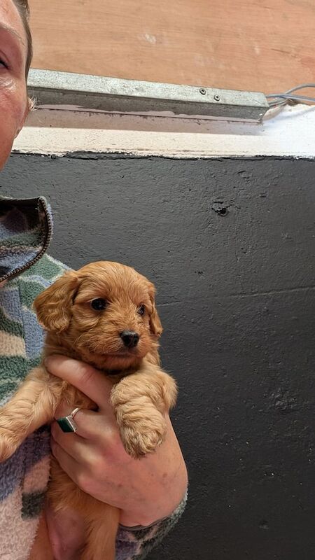Cockapoo puppies for sale in Chulmleigh, Devon – KC registered, 10 weeks old - Image 3 of 3