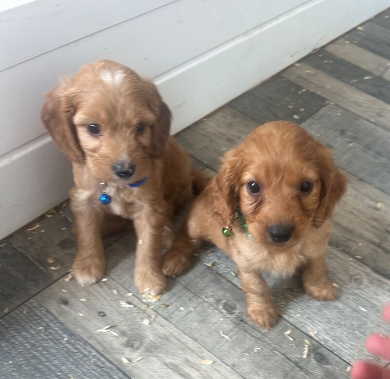 F1 playful cockapoos