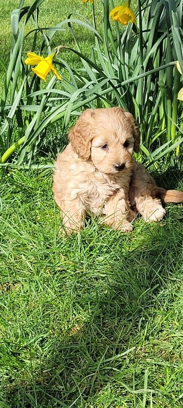 F1 Red and champagne cockapoo pups