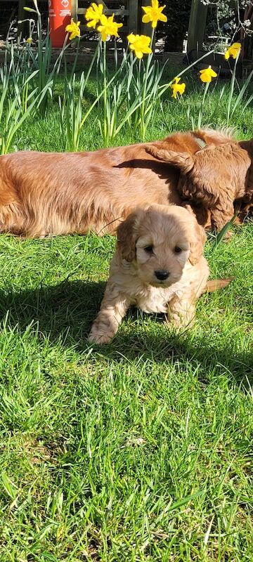 F1 Red and champagne cockapoo pups - Image 2 of 12