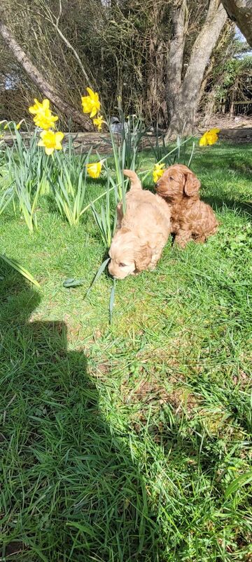 F1 Red and champagne cockapoo pups - Image 3 of 12
