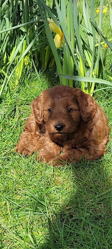 F1 Red and champagne cockapoo pups - Image 4 of 12