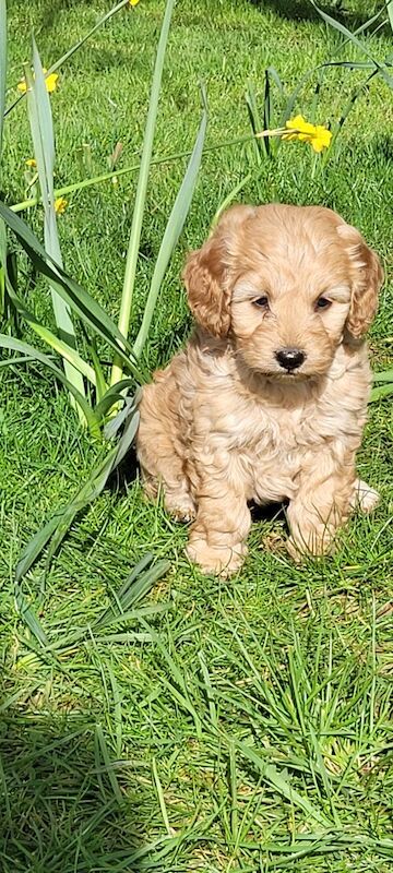 F1 Red and champagne cockapoo pups - Image 5 of 12
