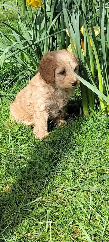 F1 Red and champagne cockapoo pups - Image 6 of 12