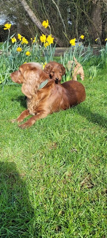 F1 Red and champagne cockapoo pups - Image 7 of 12