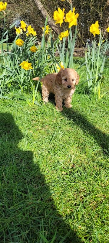 F1 Red and champagne cockapoo pups - Image 8 of 12