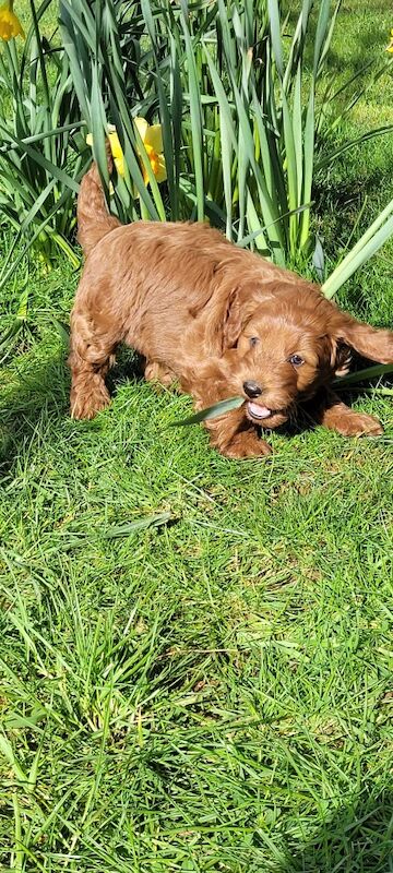F1 Red and champagne cockapoo pups - Image 9 of 12