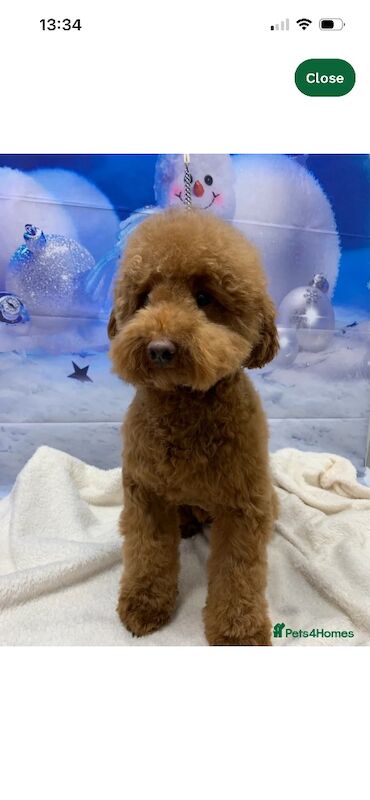 F1 Red and champagne cockapoo pups - Image 10 of 12