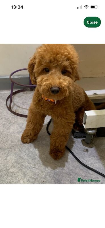 F1 Red and champagne cockapoo pups - Image 11 of 12