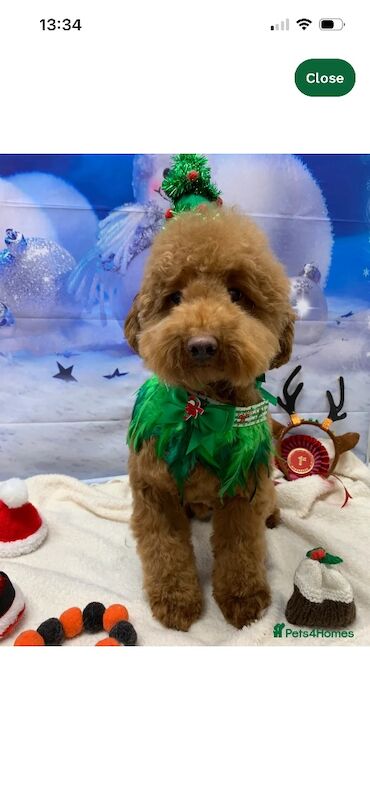 F1 Red and champagne cockapoo pups - Image 12 of 12