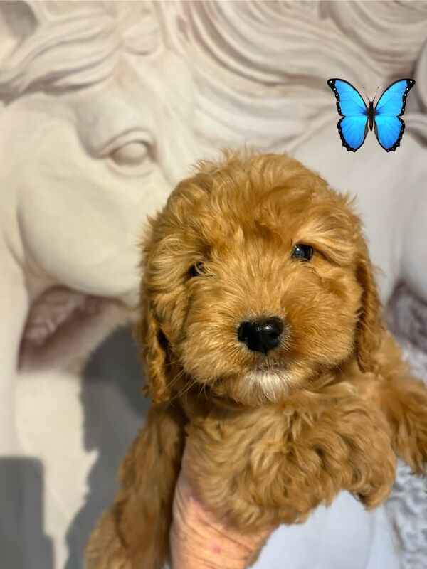 Cockapoo puppies for sale in Vale, West Yorkshire – KC registered, 7 weeks old