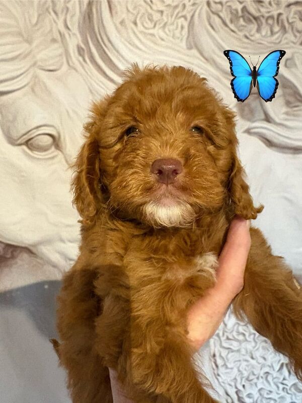 Cockapoo puppies for sale in Vale, West Yorkshire – KC registered, 7 weeks old - Image 2 of 3