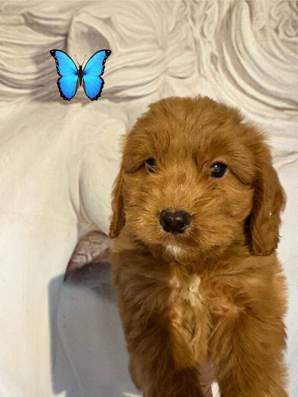 Cockapoo puppies for sale in Vale, West Yorkshire – KC registered, 7 weeks old - Image 3 of 3