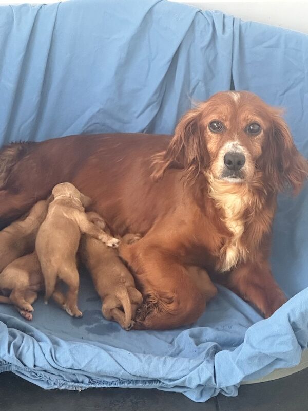F1 red cockapoos all boys