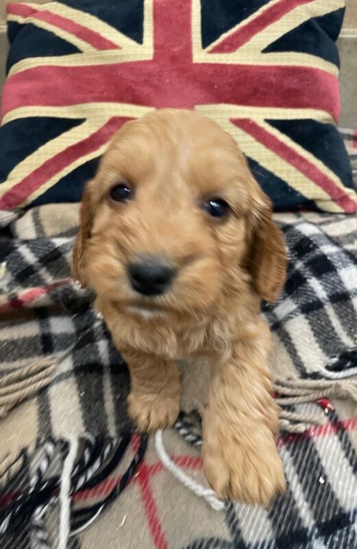 F1 red cockapoos health tested ready for 🎄Xmas🎄 for sale in Boston, Lincolnshire