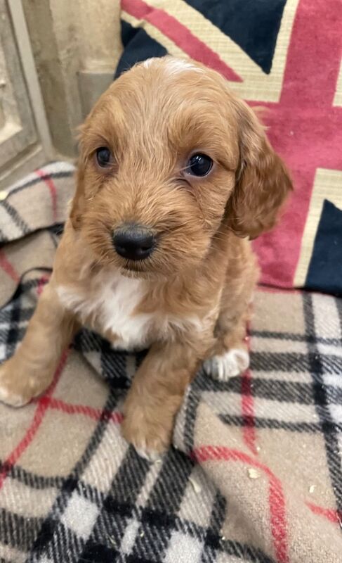 Cockapoo puppies for sale in Boston, Lincolnshire – 8 months old - Image 2 of 7
