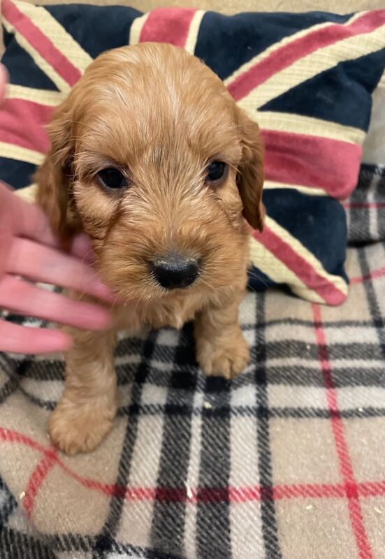 Cockapoo puppies for sale in Boston, Lincolnshire – 8 months old - Image 3 of 7